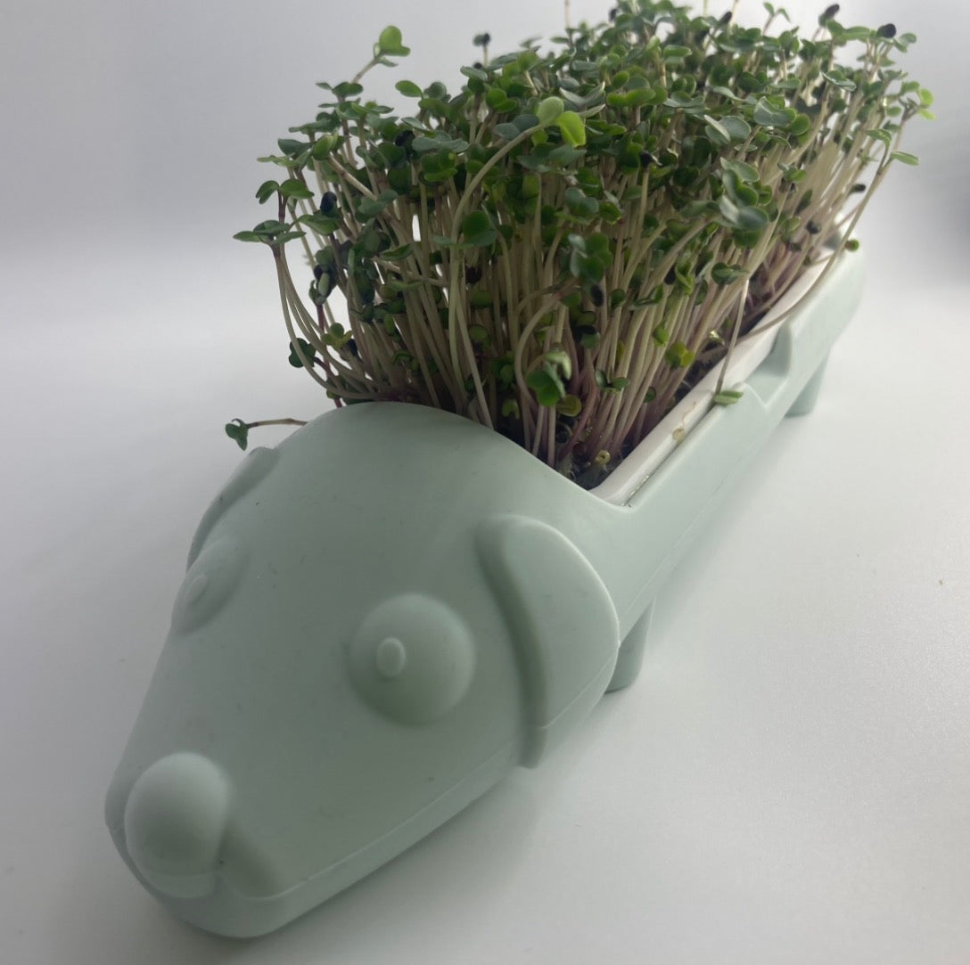 Microgreen animal
